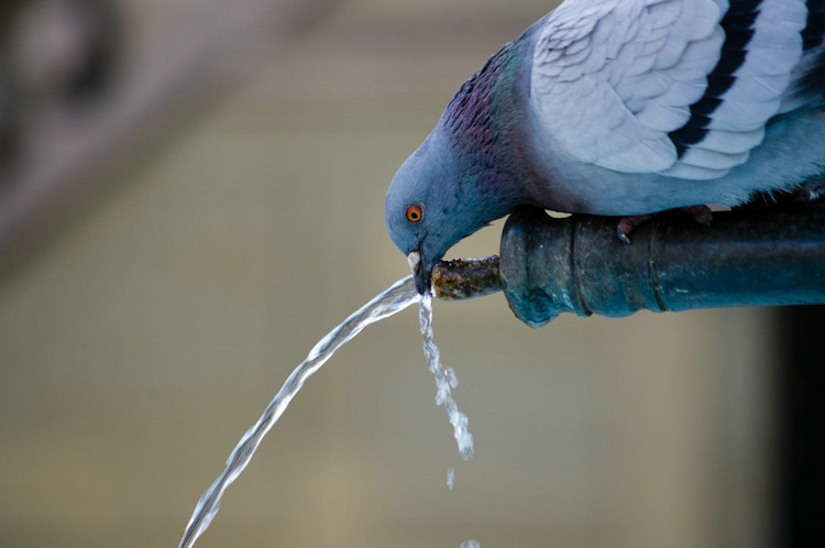 鳥兒飲用水